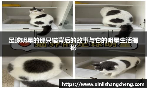 足球明星的那只猫背后的故事与它的明星生活揭秘
